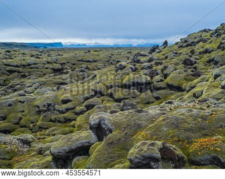 Scenic Autumn Green Lava Fields Near Fjadrargljufur  Canyon In Iceland. Green  Moss On Volcanic Lava
