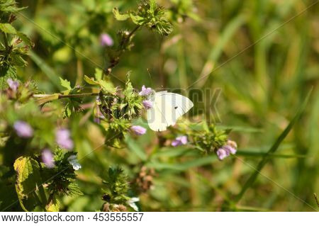 Close-up Of Black Horehound Flower With A Butterfly And Selective Focus On Foreground