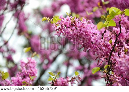 Cercis Siliquastrum Blooming Tree. Pink Flowers Background. Judas Tree Branches In Pink Blossom. Bea