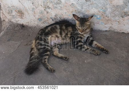Cat Relaxing In The Shade, Escaping The Heat Of Lamu, Kenya
