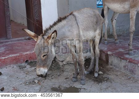 Exhausted Donkey Recovering In The Shade In Lamu On Lamu Island, Kenya