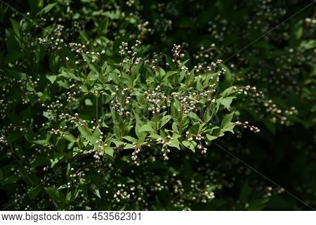Slender Deutzia (deutzia Gracilis) Buds And Flowers. Hydrangeaceae Deciduous Shrub. Endemic To Japan