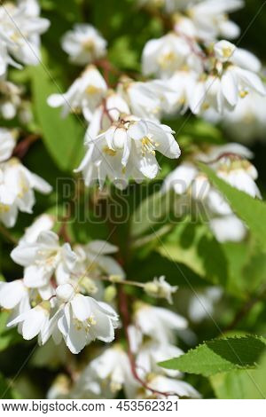 Slender Deutzia (deutzia Gracilis) Buds And Flowers. Hydrangeaceae Deciduous Shrub. Endemic To Japan