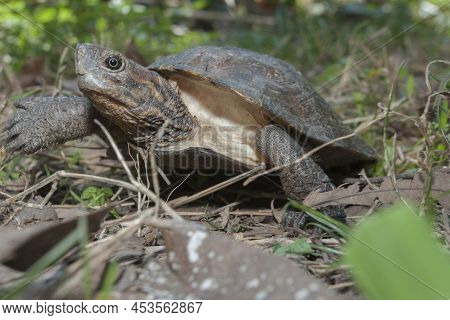 Asian Leafe Turtle (cyclemys Dentata) In The Wild