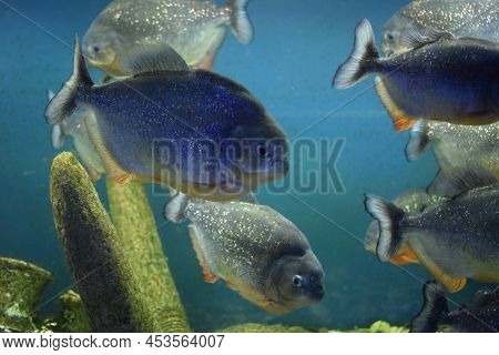 Group Of Red-bellied Piranhas Are Swimming In Fish Tank. Red Piranha (pygocentrus Nattereri), Select