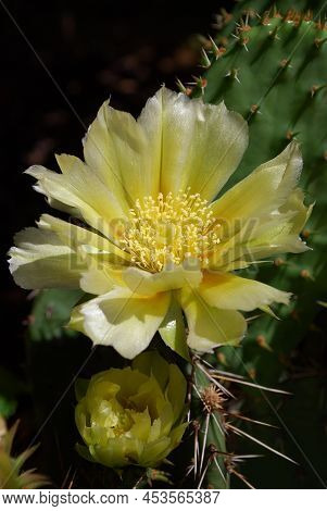 Delicate Yellow Prickly Pear Flowers With Soft And Prickly Thorns