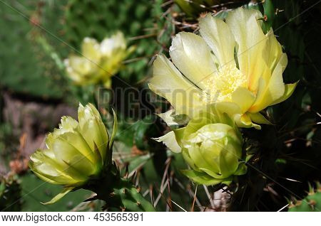 Delicate Yellow Prickly Pear Flowers With Soft And Prickly Thorns