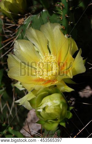 Delicate Yellow Prickly Pear Flowers With Soft And Prickly Thorns