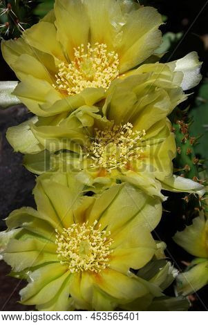 Delicate Yellow Prickly Pear Flowers With Soft And Prickly Thorns