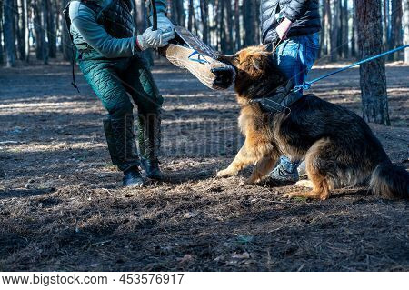 German Shepherd Sits And Holds His Bite Sleeve In His Mouth. The Owner Is Standing Next To The Anima