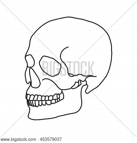 A Human Skull, Drawn By Lines On White Background. Vector Stock Illustration.