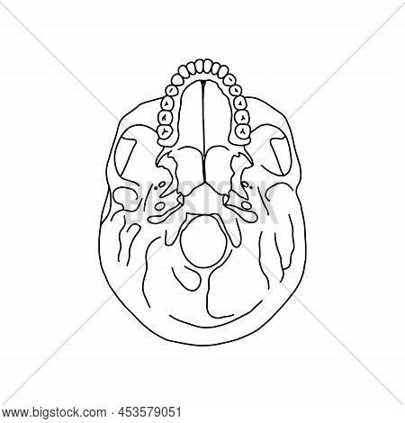 A Human Skull Cross Section, Drawn By Outline. Vector Stock Illustration.