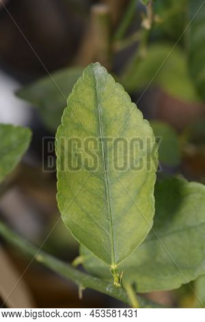 Key Lime Green Leaf In The Spring
