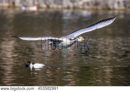 The Bar-headed Goose Flying Over A Lake At Munich. Anser Indicus Breeds In Central Asia In Colonies 