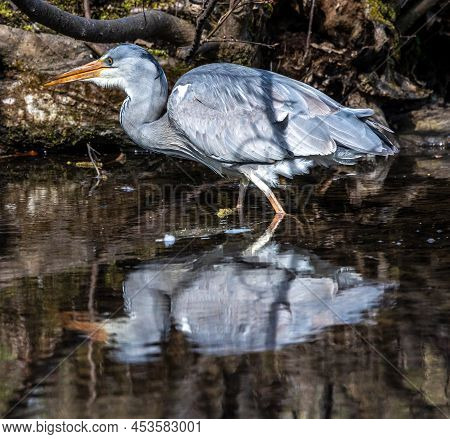 Grey Heron, Ardea Cinerea, A Massive Gray Bird Wading Through A Flat Lake Searching For Fish, With F
