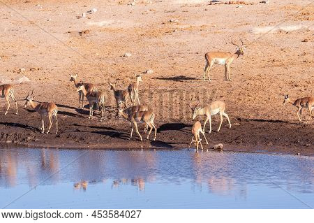 A Group Of Impalas -aepyceros Melampus- Drinking From A Waterhole In Etosha National Park, Namibia.
