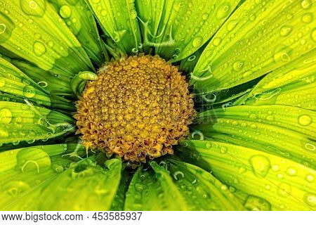 Water Droplets On A Green Daisy
