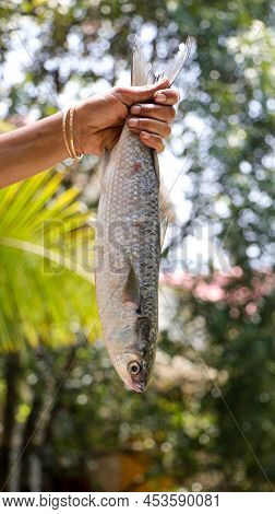 A Freshly Caught, Big Raw Fish Held By Its Tail Hanging From A Hand With Bangles In The Market On Br