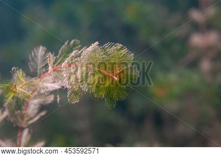 Coontail Ceratophyllum Demersum A Common Aquatic Plant Found In Michigan Lakes