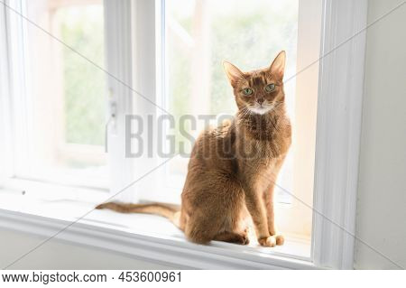 Abyssin Cat Like A Leopard Sneaks At Home