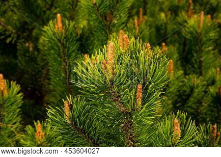 Young Shoots Of Pine In Sunny Weather In The Botanical Garden