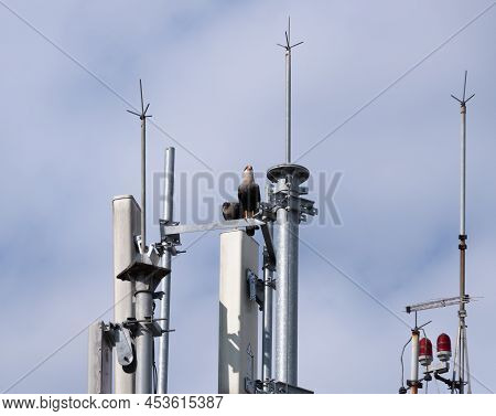 Carcaras Perched On An Antenna Over A Building In Front Of Cloudy Skies.