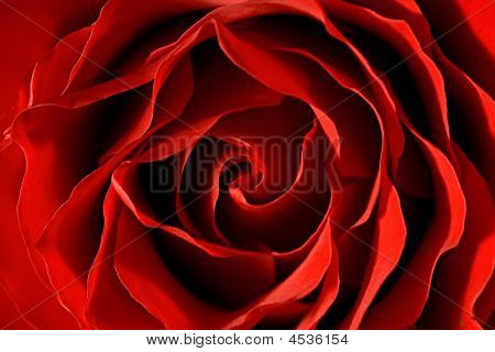 Rode Rose Close-up Macro