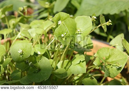 Portulak As Close Up Against A Green Blurred Background