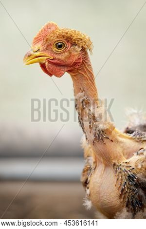 Profile Portrait Of A Bald-neck Cockerel On An Light Green Background. Concept, Organic Poultry And 
