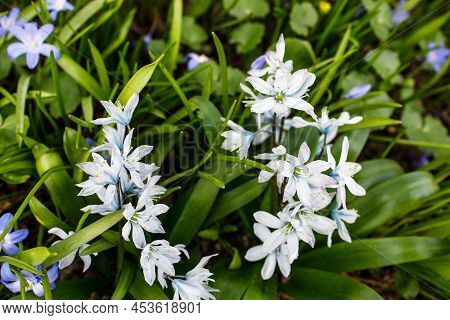 Hyacinthoides Italica In A Meadow In The Aptekarsky Garden