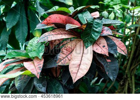 Codiaeum Variegatum Is A Species Of Plant In The Genus Codiaeum, Which Is A Member Of The Family Eup