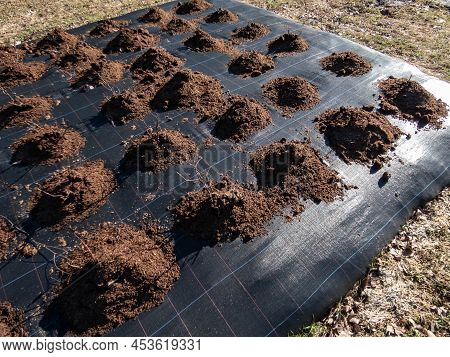 Flower Bed Of Rose Plants Covered With Black Plastic And Mulch Around The Base Of Roses To Give Prot