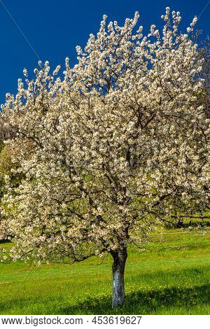Spring Rural Landscape With Flowering Fruit Trees On A Sunny Day. The Village Of Hrinova In Central 