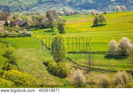 Spring Rural Landscape With Flowering Fruit Trees On A Sunny Day. The Village Of Hrinova In Central 