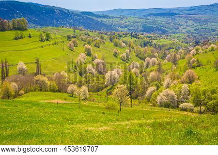 Spring Rural Landscape With Flowering Fruit Trees On A Sunny Day. The Village Of Hrinova In Central 