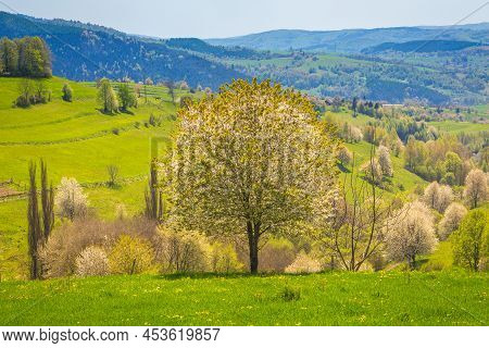 Spring Rural Landscape With Flowering Fruit Trees On A Sunny Day. The Village Of Hrinova In Central 