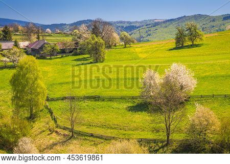 Spring Rural Landscape With Flowering Fruit Trees On A Sunny Day. The Village Of Hrinova In Central 
