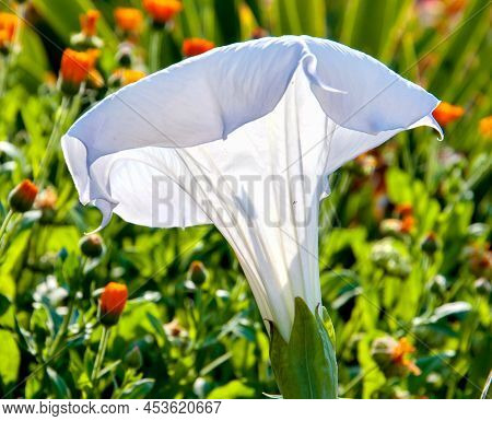 Datura Flower (latin Datura) Is White