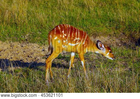 Beautiful Young Fawn In A Meadow In The Wild