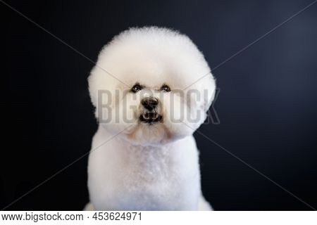 Portrait Of A White Bichon Frise Dog On A Black Background.