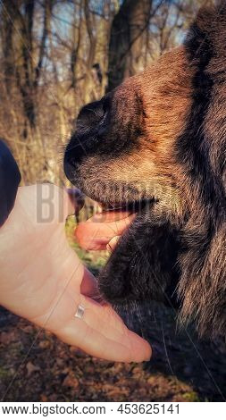Donkey Licks Hand, Nice Animal In Farm