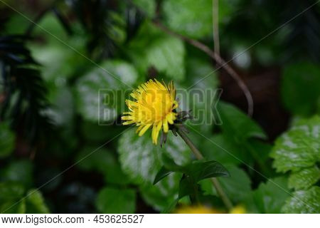 Yellow Blooming Dandelion Against Green Blurred Leaves