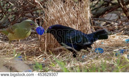 A Female Satin Bowerbird Enters A Males Bower