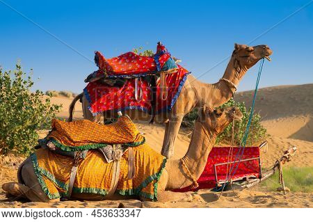 Camels With Traditional Dresses, Waiting Beside Road For Tourists For Camel Ride At Thar Desert, Raj