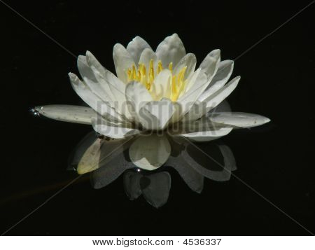 บัวฝรั่งสี