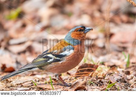 Common Chaffinch, Fringilla Coelebs, Sits On The Ground In Spring. Common Chaffinch In Wildlife.