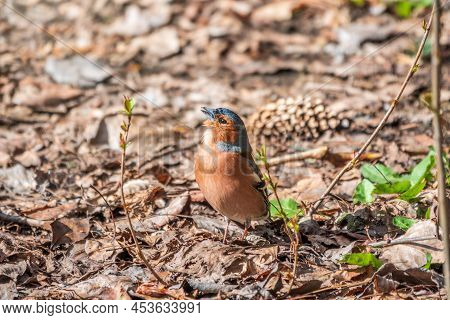 Common Chaffinch, Fringilla Coelebs, Sits On The Ground In Spring. Common Chaffinch In Wildlife.