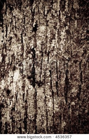 Old Wood Texture