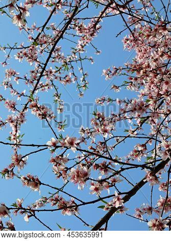 Many Pink Peach Flowers On The Tree In Spring And Blue Sky In Background
