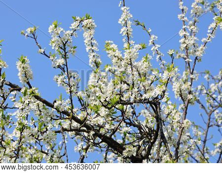 Many White Small Flowers On The Tree In Spring And Blue Sky In Background